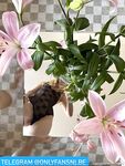 Vixyless: Naaktfoto's